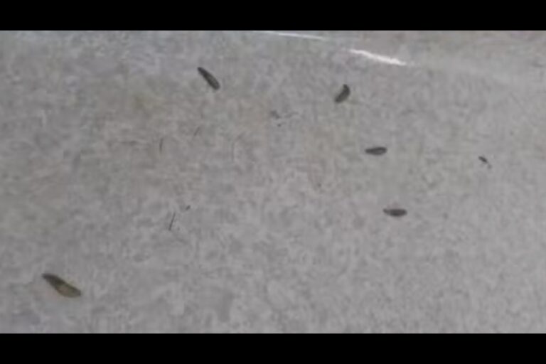 Ala de hospital de SP é interditada após larvas aparecerem no chão