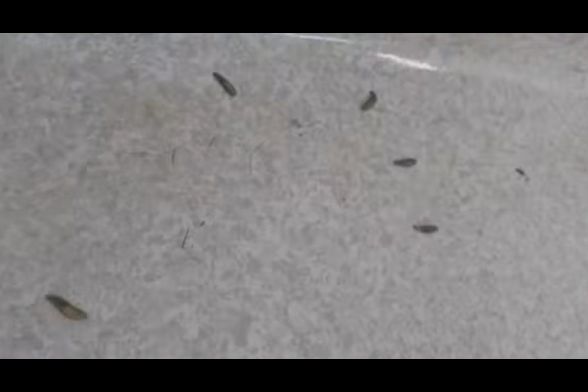 ala-de-hospital-de-sp-e-interditada-apos-larvas-aparecerem-no-chao