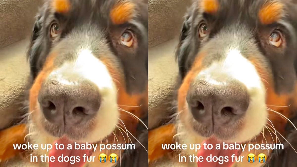 mulher-encontra-bicho-misterioso-nos-pelos-de-seu-cachorro;-assista