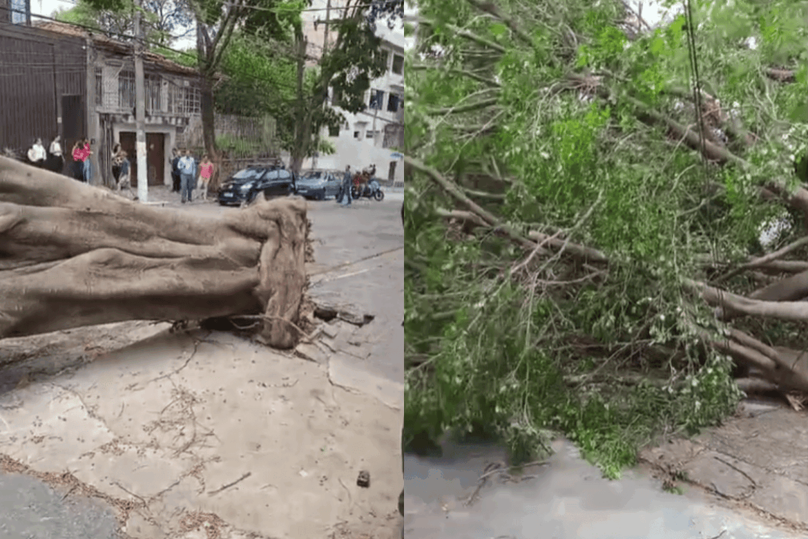 arvore-desaba,-deixa-moradores-sem-luz-e-bloqueia-rua-em-sao-paulo