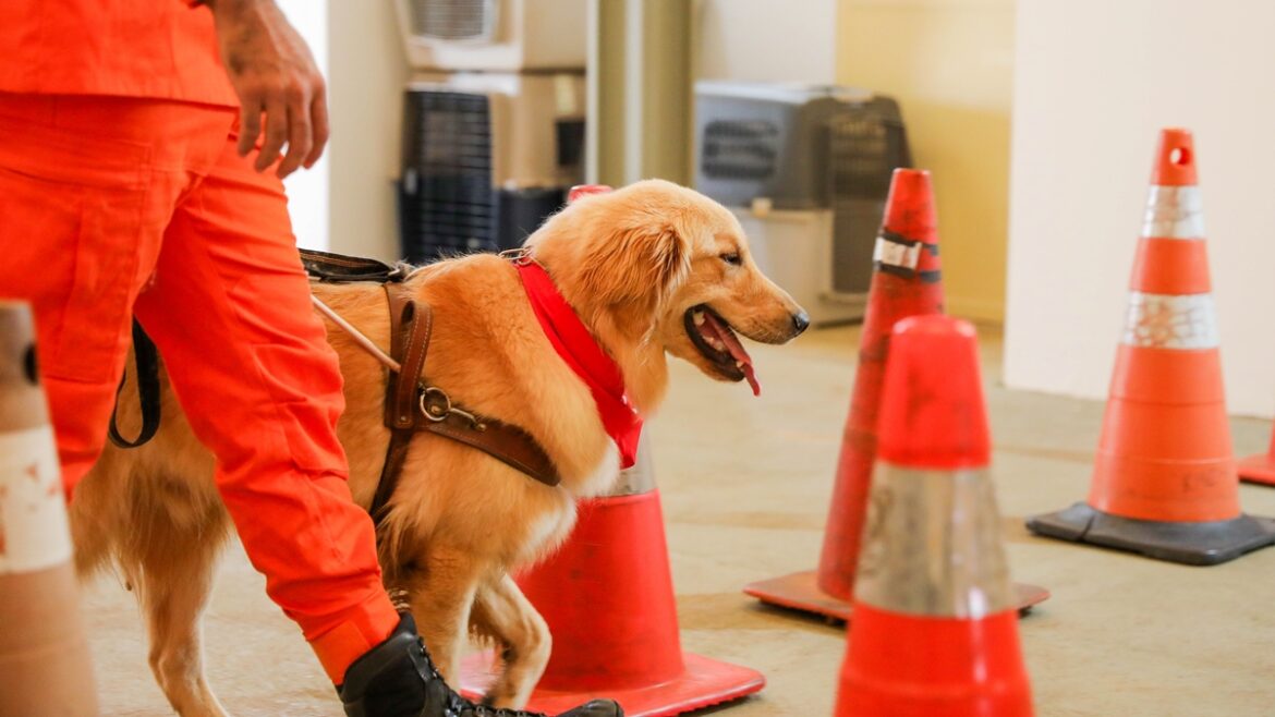 caes-guia-em-treinamento:-cbmdf-busca-familias-para-acolher-os-animais