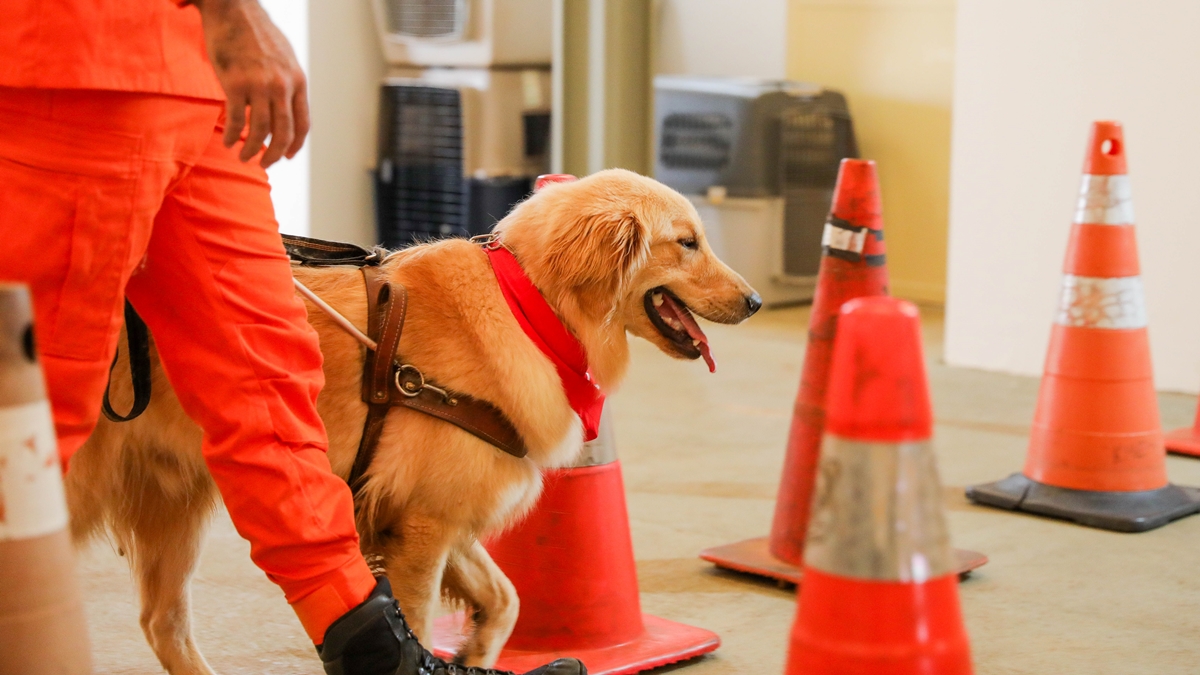 caes-guia-em-treinamento:-cbmdf-busca-familias-para-acolher-os-animais