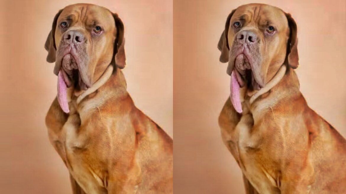 maior-lingua-do-mundo:-veja-o-cao-que-entrou-para-o-livro-dos-recordes