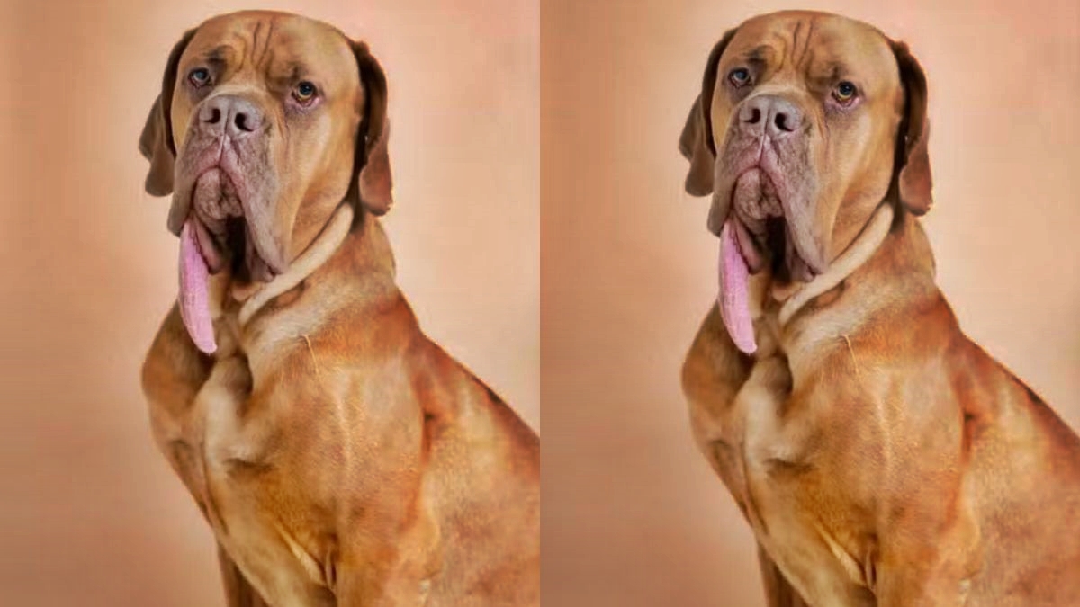 maior-lingua-do-mundo:-veja-o-cao-que-entrou-para-o-livro-dos-recordes