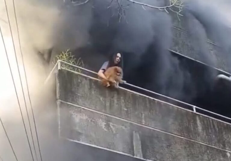 VĂdeo: mulher joga cachorros de prĂ©dio para salvĂĄ-los de incĂȘndio