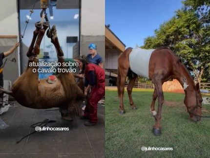 “e-um-milagre”:-cavalo-resgatado-em-estado-critico-apresenta-boa-recuperacao-apos-cirurgia