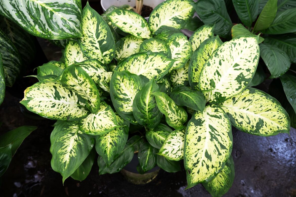 comigo-ninguem-pode:-veja-5-rituais-poderosos-com-a-planta