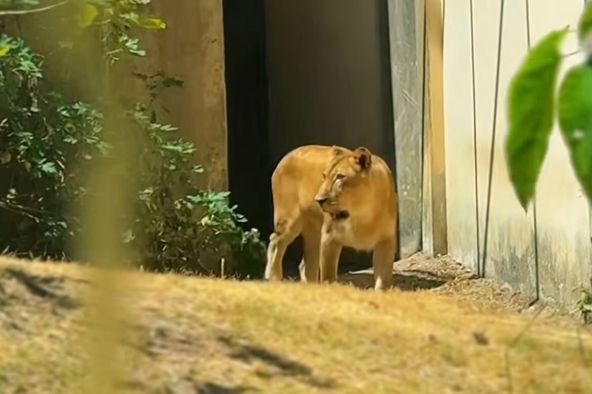 zoologico-onde-jovem-foi-morto-por-leoa-anuncia-data-de-reabertura