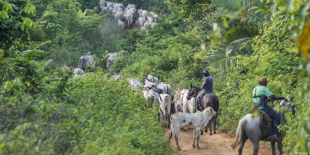 vaqueiro-contratado-pelo-ibama-e-morto-em-terra-indigena-no-para