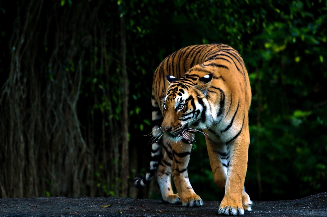 Vídeo: tigre persegue, morde carro e pior quase acontece