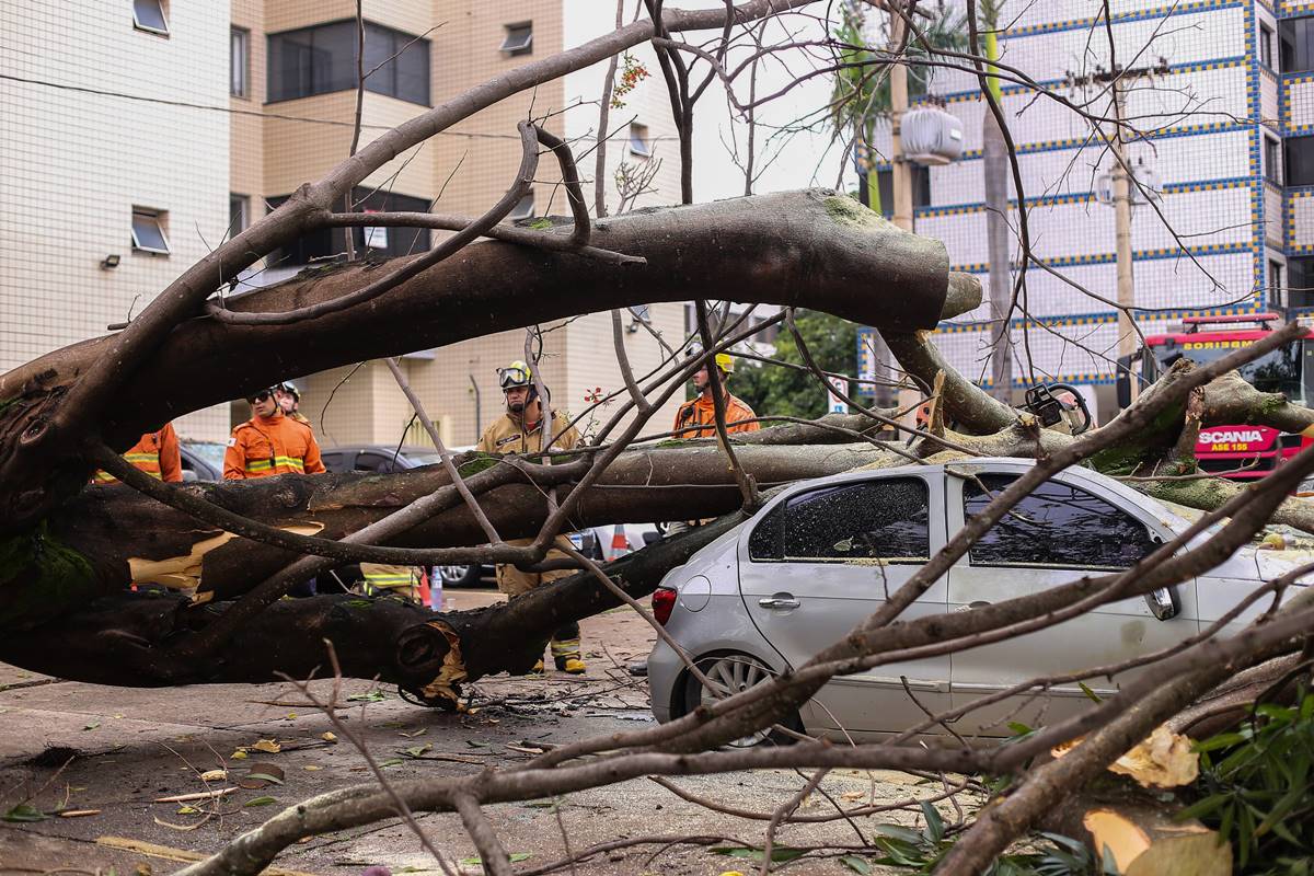 dona-de-carro-destruido-em-queda-de-arvore-devera-ser-indenizada