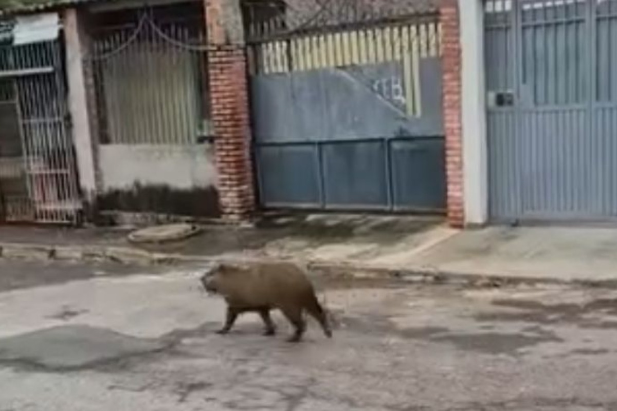 capivara-caramelo-e-resgatada-apos-ser-flagrada-de-role-no-paranoa