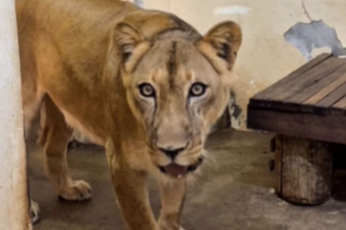 zoo-onde-jovem-foi-morto-por-leoa-reabre-com-novas-regras-e-cameras-com-ia