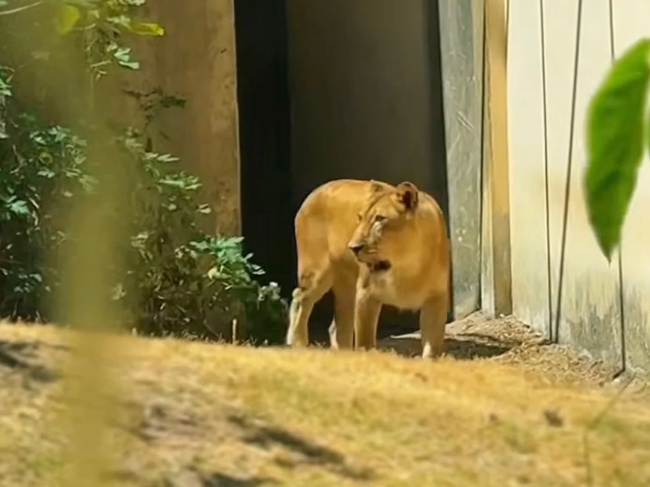 Zoológico onde jovem foi morto por leoa reabre com novas regras e câmeras com IA