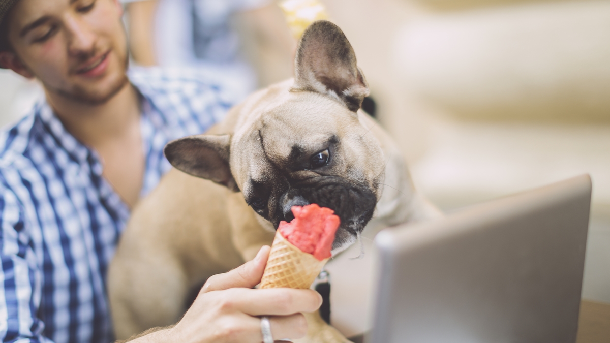 sorvete-para-pets:-aprenda-receitas-naturais-para-refrescar-no-calor