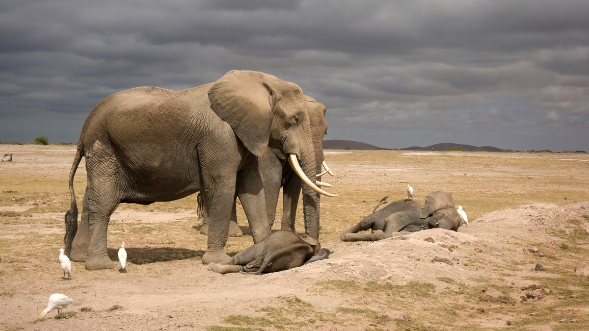 sete-elefantes-morrem-apos-colisao-com-trem-na-india