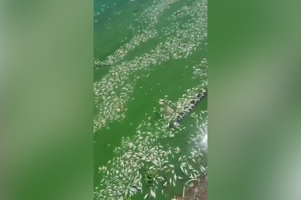 cetesb-investiga-a-morte-de-milhares-de-peixes-na-represa-billings