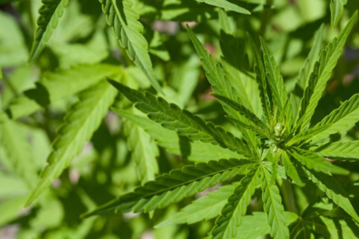 “rei-do-skunk”-e-preso-ao-transportar-droga-dentro-de-geladeira-no-df