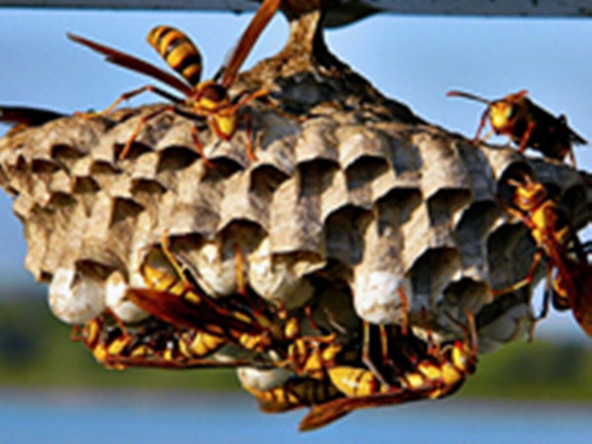 homem-morre-na-vespera-de-natal-apos-ser-picado-por-marimbondos