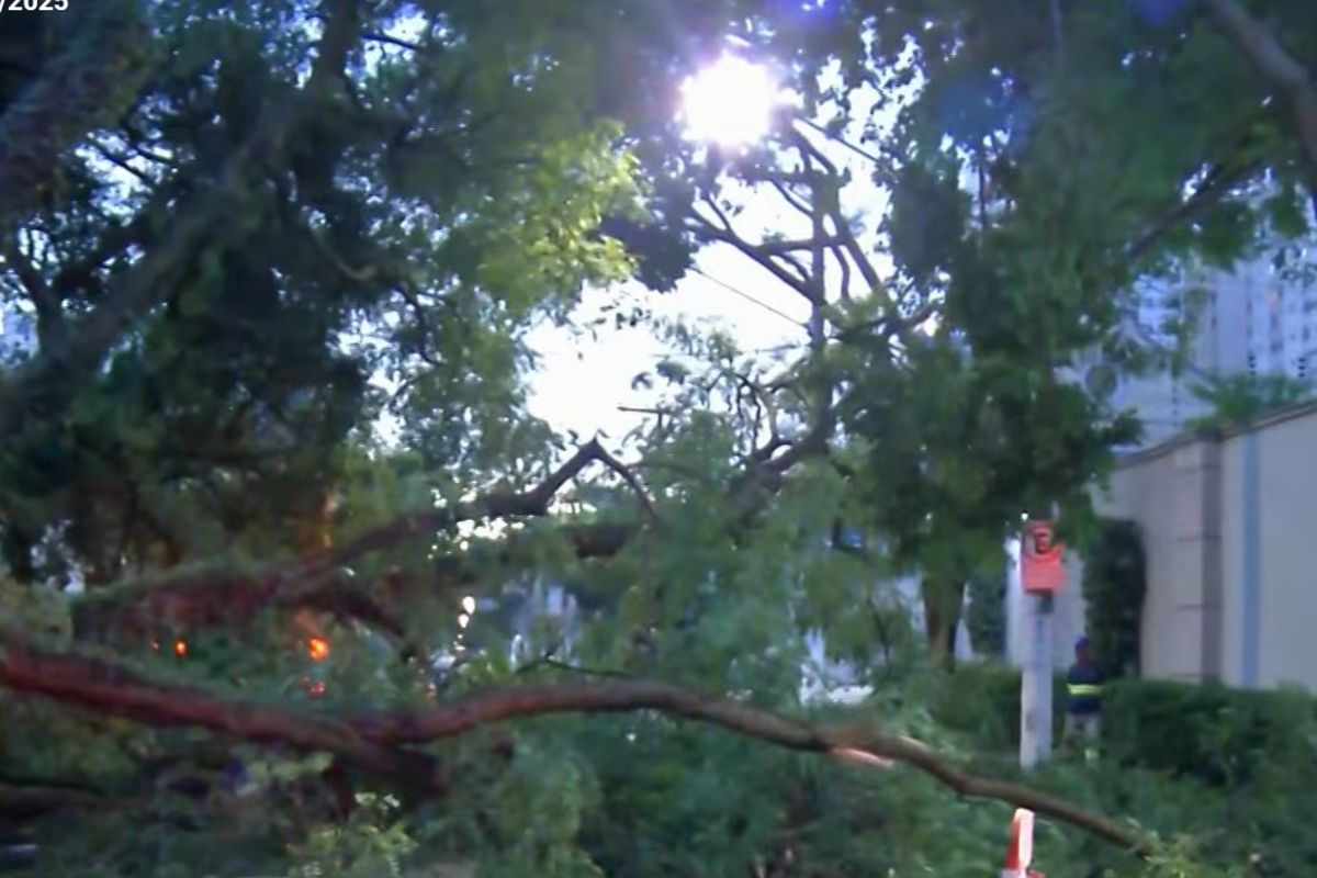 arvore-cai-sobre-carro-e-deixa-homem-ferido-apos-temporal-em-sao-paulo
