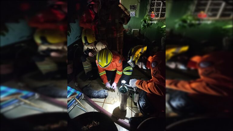 Gatinho morre apĂłs incĂȘndio atingir casa no GuarĂĄ II