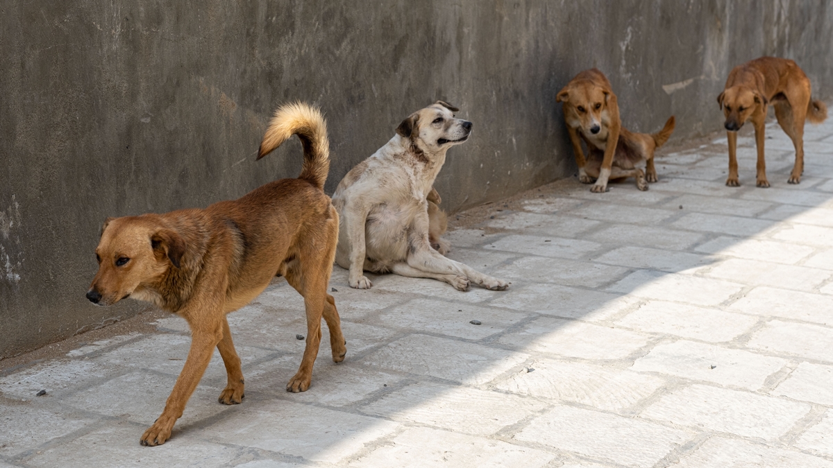 brasil-tem-30-milhoes-de-animais-abandonados-nas-ruas,-revela-pesquisa