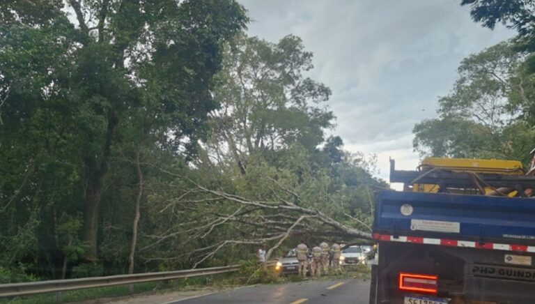 Árvore cai em cima de carro, mata homem e deixa outro ferido na BR-040