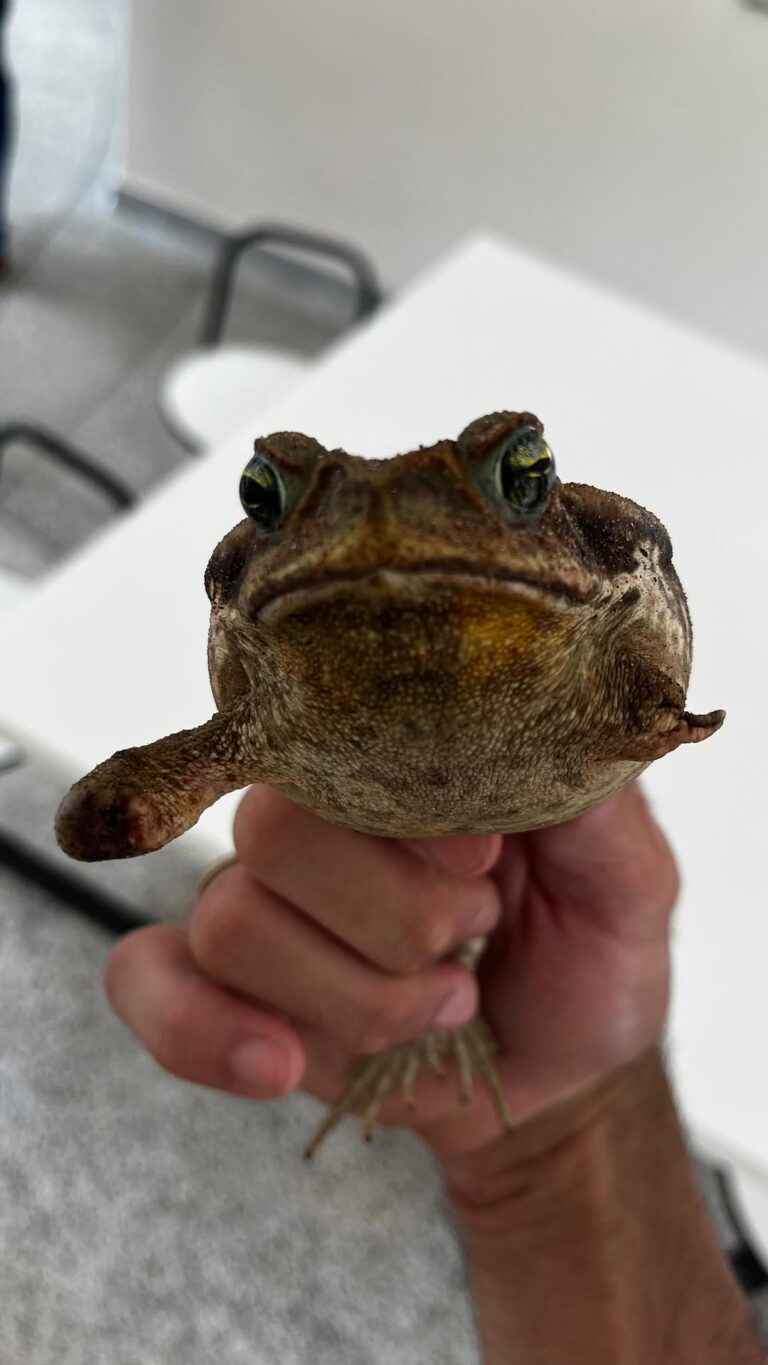 Crueldade: sapo tem patas amputadas e boca colada; influenciador denuncia o caso