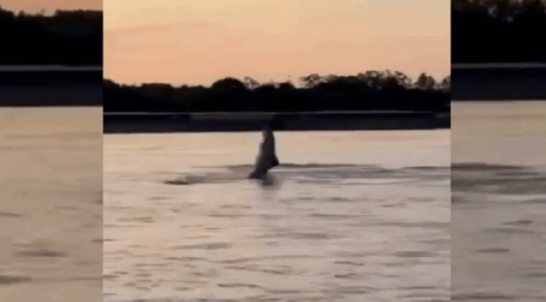 Vídeo: Botos “dançam” no rio Madeira e impressionam pescadores