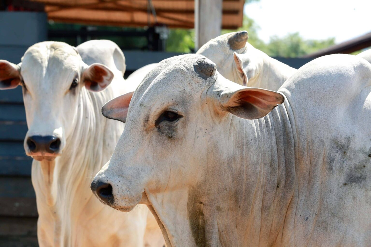 Descubra: Rio Branco brilha no Top 10 da pecuária nacional