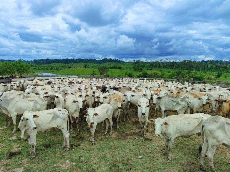 Acre registra menor preço do boi gordo no país e arroba fica abaixo de R$ 300