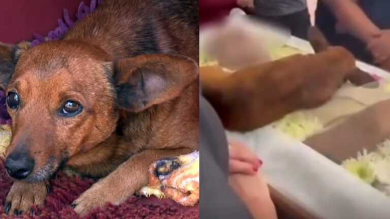 “A lealdade foi além da vida”: cachorro percorre 12 quilômetros sozinho para se despedir do tutor