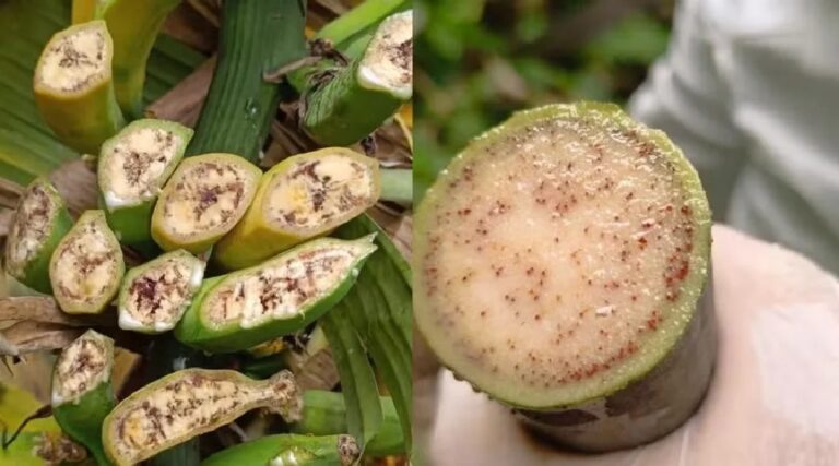 Idaf aciona força-tarefa no Juruá após confirmação da doença do moco da bananeira