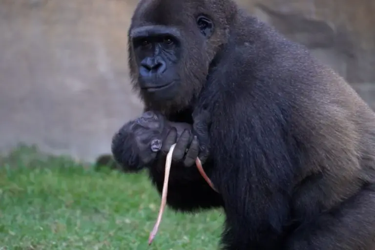 Filhote de gorila nasce ao ar livre diante de visitantes e emociona parque