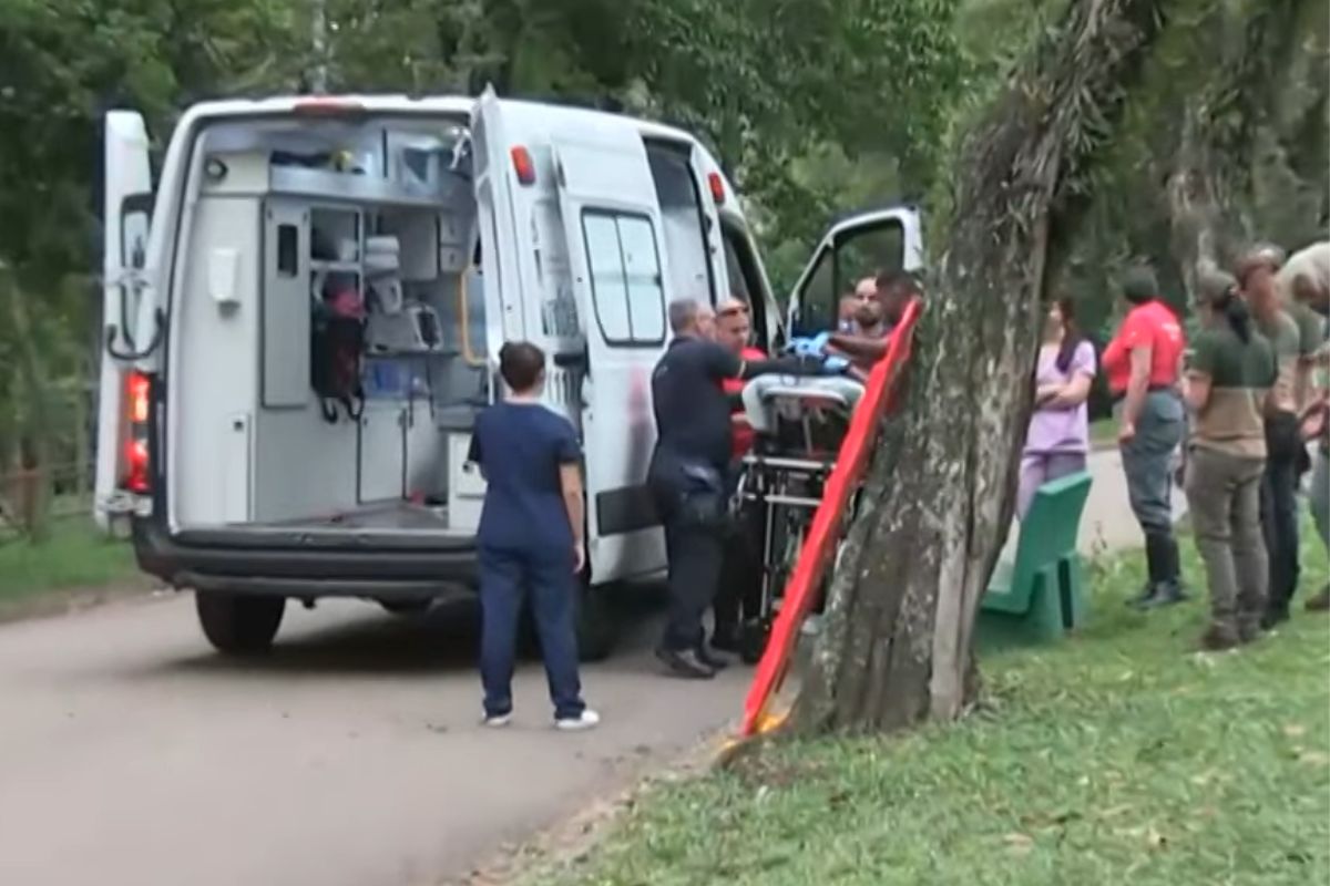 mulher-ferida-no-ibirapuera-tem-alta-e-arvore-comeca-a-ser-removida