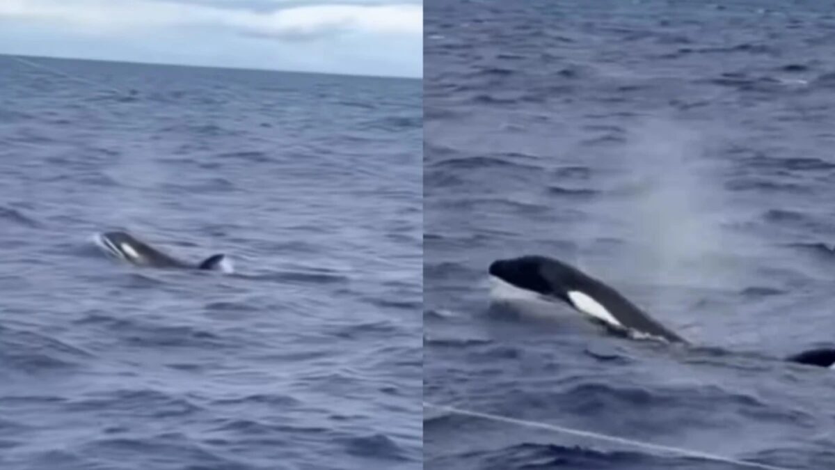pescador-faz-registro-raro-de-orcas-no-litoral-sul-da-bahia.-assista