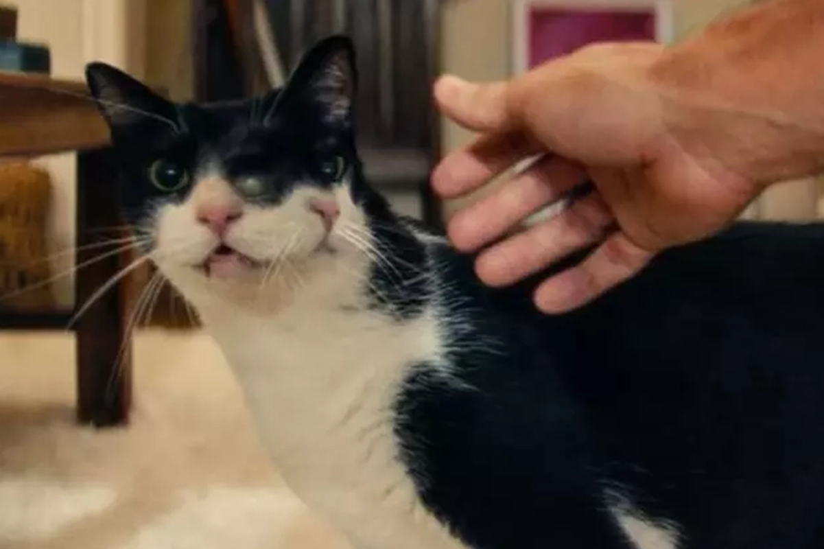 gata-de-o-agente-secreto-ganha-premio-em-festival-de-cinema-dos-eua