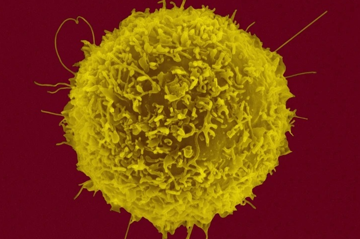 sistema-imunologico-e-diferente-entre-populacoes,-sugere-estudo