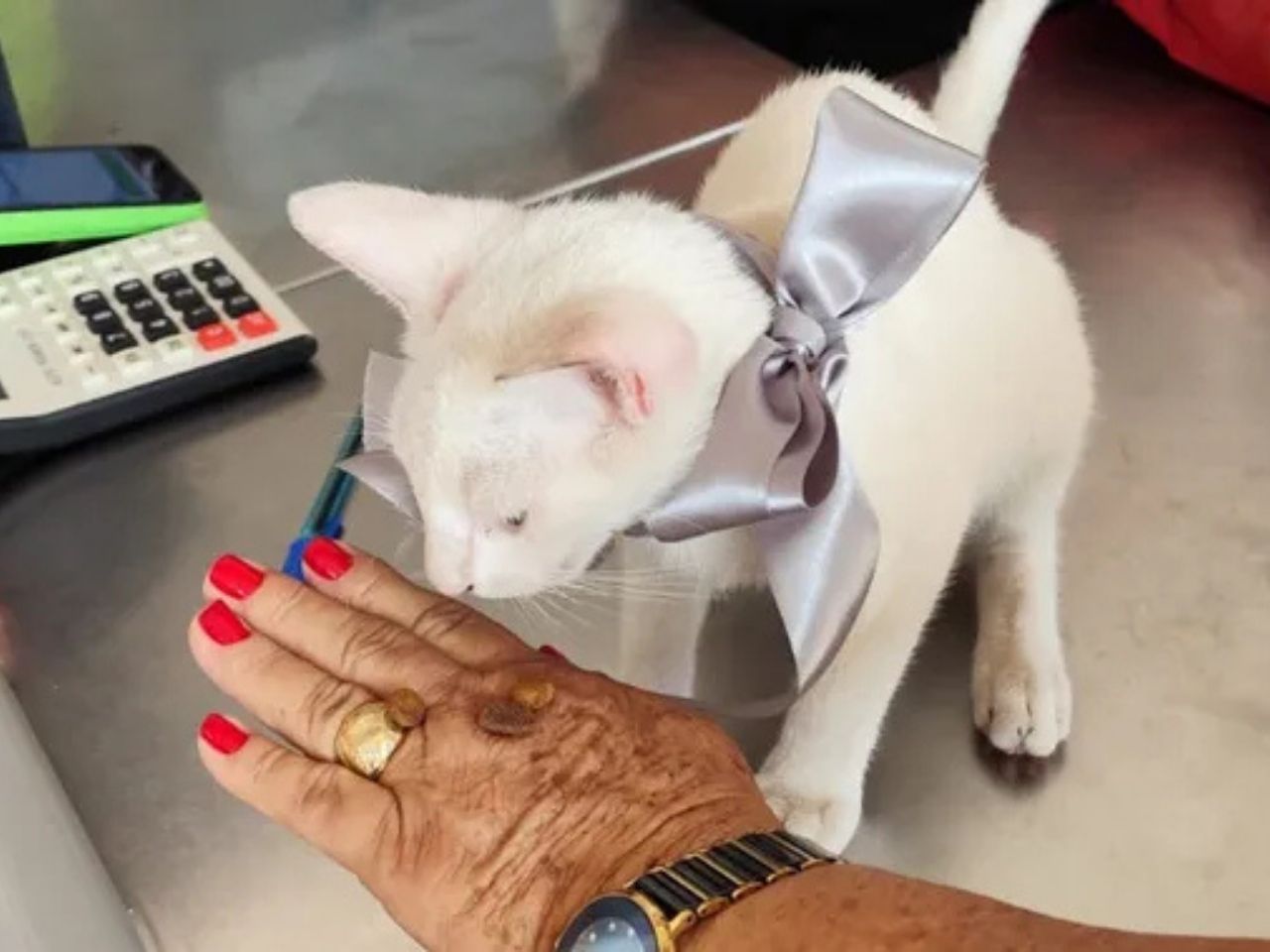 bem-feito!-homem-agride-gato-e-leva-cadeirada-de-mulher;-video