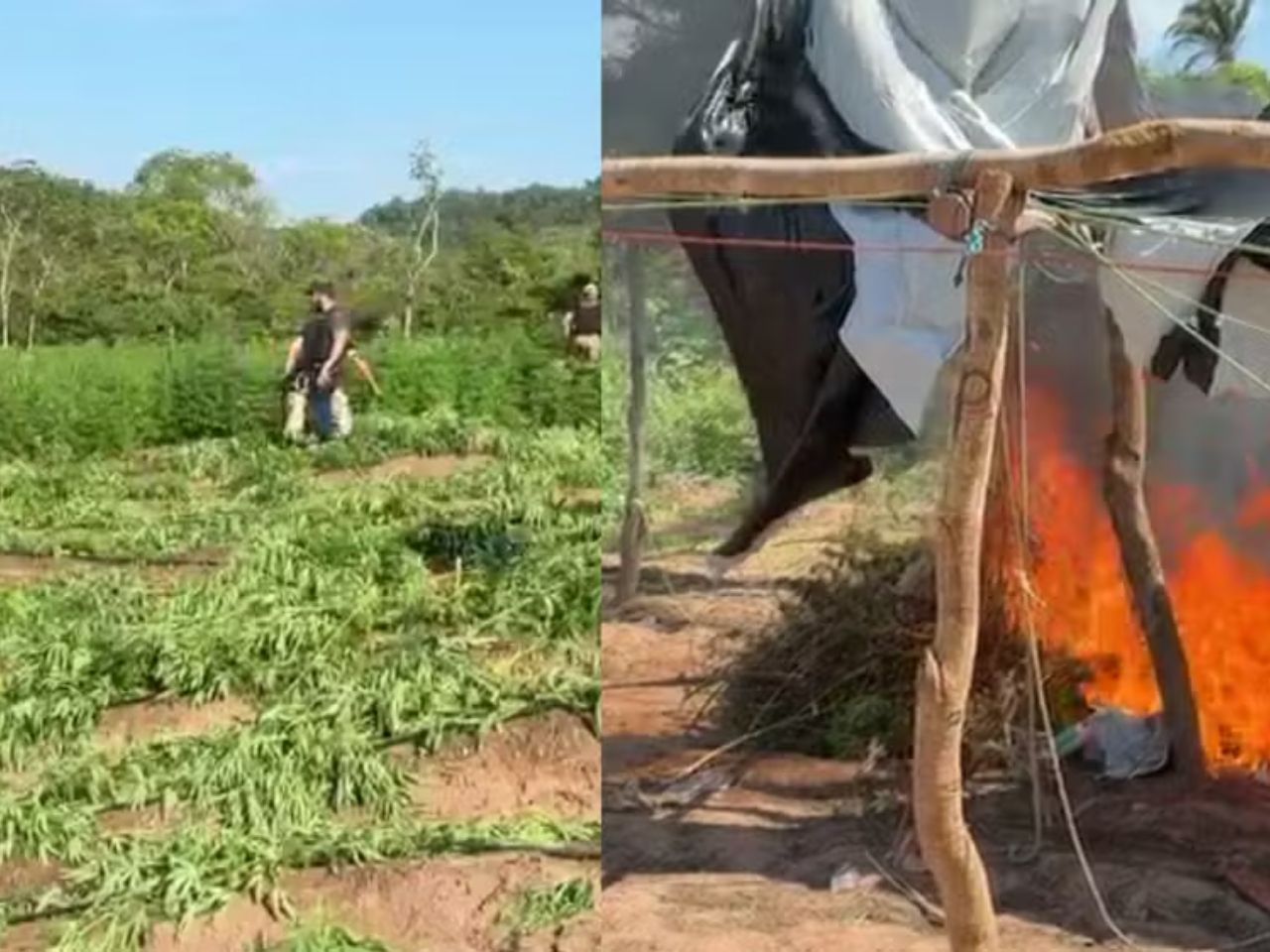 tonelada-de-maconha-e-apreendida-apos-policia-localizar-plantacao-em-operacao