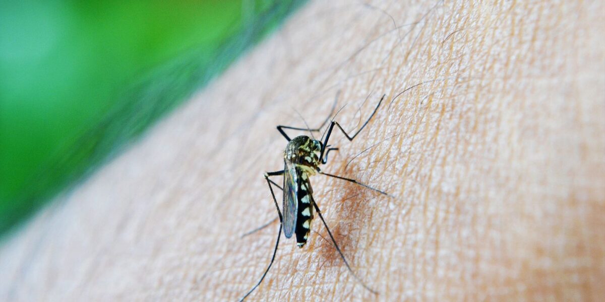 estado-de-sao-paulo-confirma-primeira-morte-por-dengue-em-2026