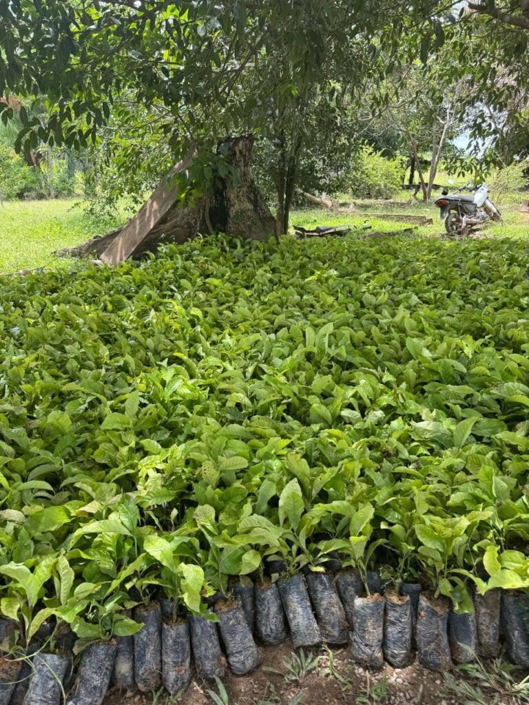 Saiba como se credenciar para fornecer mudas de café e cacau ao governo do Acre