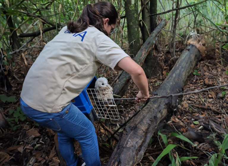 Corujas e aves silvestres resgatadas são soltas no Horto Florestal após cuidados veterinários