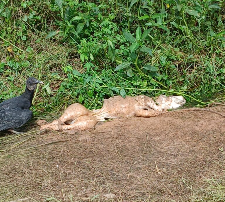 Criança indĂgena sofre ataque de cĂŁo pitbull e tem perna gravemente ferida