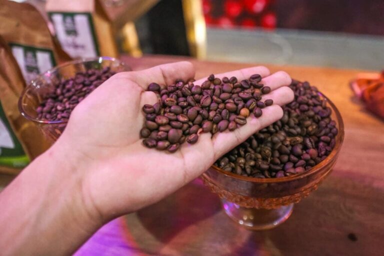 O café clonado no Acre vem se consolidando como alternativa à pecuária extensiva, especialmente em áreas degradadas, aponta Embrapa