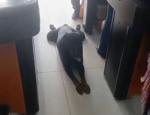 Fugindo do calor: cachorro é flagrado se refrescando em supermercado Fugindo do calor: cachorro é flagrado se refrescando em supermercado