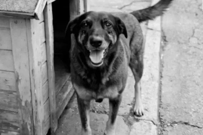 Morte do cão Orelha: polícia investiga nova tentativa de afogamento