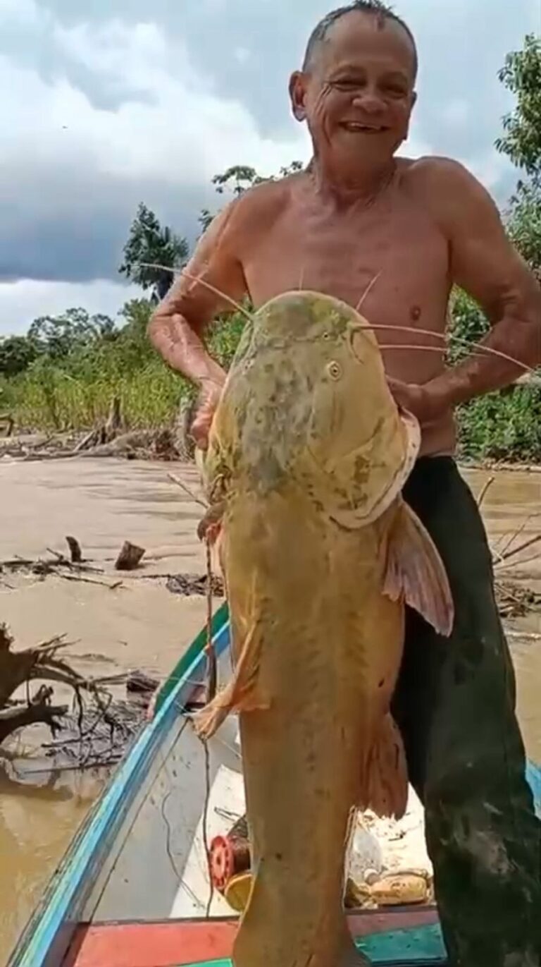 Pescador captura Jaú de mais de 40 quilos no rio Juruá, em Cruzeiro do Sul