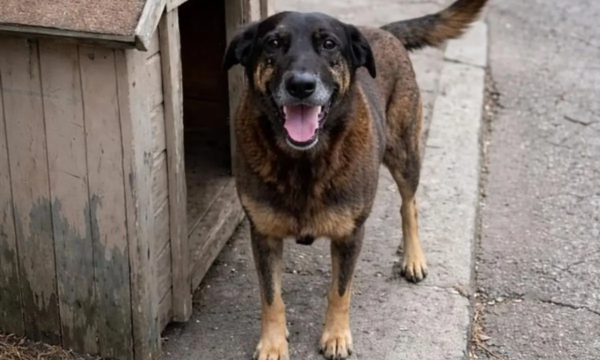 Cão Orelha na Praia Brava antes do crime