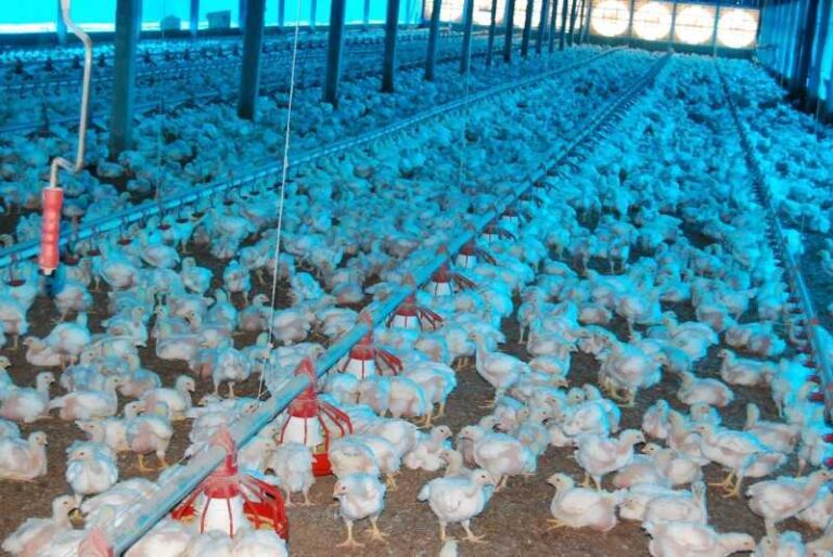 Enxurrada destrói aviários e provoca perda de 15 mil frangos no interior do estado do Acre